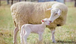 羊了个羊吃瓜爆料,揭秘游戏背后的惊人真相