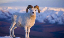 羊了个羊吃瓜爆料,揭秘游戏背后的惊人真相