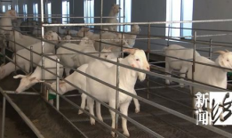 羊了个羊吃瓜爆料,揭秘游戏背后的惊人真相