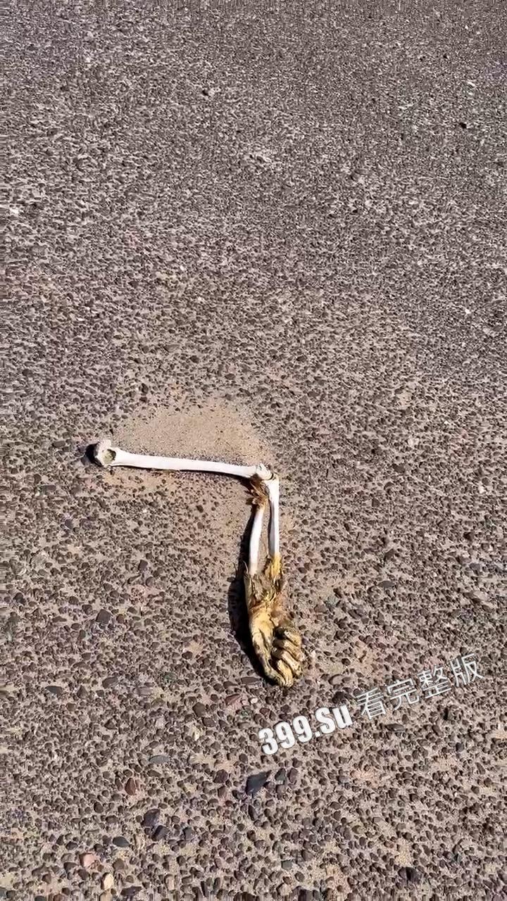 罗布泊干尸事故！罗布泊 4 人遇难遗体碳化 领队不专业走错路 水源储备不充足 人找到已晒成干尸 （现场无码视图）-8